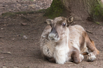 Fototapeta premium Rentier