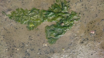 Algen-Ensemble am Meeresstrand (deutsche Nordsee)