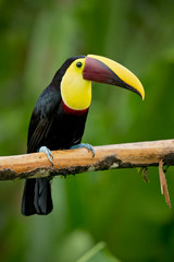 Naklejka premium Yellow-throated toucan (Ramphastos ambiguus) is a large toucan in the family Ramphastidae found in Central and northern South America. 