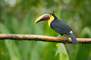 Yellow-throated toucan (Ramphastos ambiguus) is a large toucan in the family Ramphastidae found in Central and northern South America. 