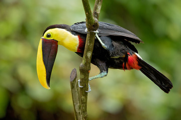 Yellow-throated toucan (Ramphastos ambiguus) is a large toucan in the family Ramphastidae found in Central and northern South America. 