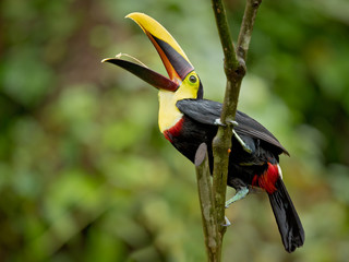 Yellow-throated toucan (Ramphastos ambiguus) is a large toucan in the family Ramphastidae found in Central and northern South America. 