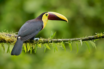 Yellow-throated toucan (Ramphastos ambiguus) is a large toucan in the family Ramphastidae found in Central and northern South America. 