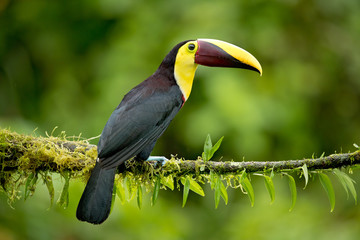 Yellow-throated toucan (Ramphastos ambiguus) is a large toucan in the family Ramphastidae found in Central and northern South America. 