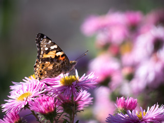 Butterfly in a pink sea of flowers