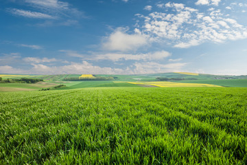 Big wheat fields on hill