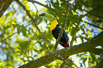 Keel-billed toucan (Ramphastos sulfuratus), also known as sulfur-breasted toucan or rainbow-billed toucan, is a colorful Latin American member of the toucan family. It is the national bird of Belize