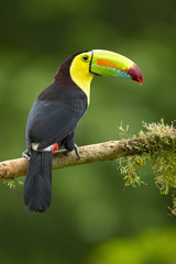 Le toucan à carène (Ramphastos sulfuratus), également connu sous le nom de toucan à poitrine sulfureuse ou toucan à bec arc-en-ciel, est un membre coloré d& 39 Amérique latine de la famille des toucans. C& 39 est l& 39 oiseau national du Belize