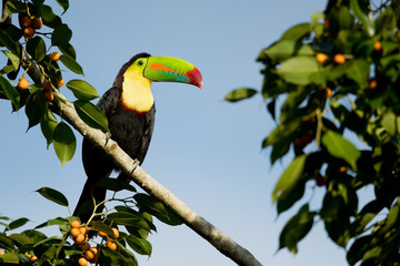 Fototapeta premium Keel-billed toucan (Ramphastos sulfuratus), also known as sulfur-breasted toucan or rainbow-billed toucan, is a colorful Latin American member of the toucan family. It is the national bird of Belize