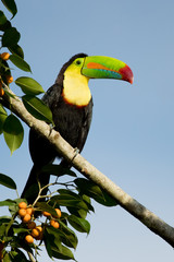 Keel-billed toucan (Ramphastos sulfuratus), also known as sulfur-breasted toucan or rainbow-billed toucan, is a colorful Latin American member of the toucan family. It is the national bird of Belize