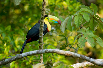 Keel-billed toucan (Ramphastos sulfuratus), also known as sulfur-breasted toucan or rainbow-billed toucan, is a colorful Latin American member of the toucan family. It is the national bird of Belize