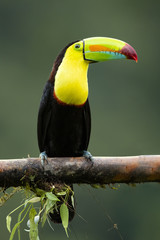 Keel-billed toucan (Ramphastos sulfuratus), also known as sulfur-breasted toucan or rainbow-billed toucan, is a colorful Latin American member of the toucan family. It is the national bird of Belize © Milan