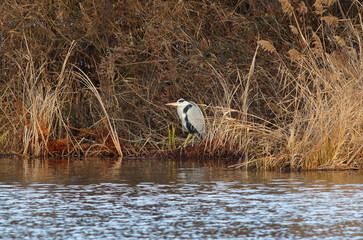 In Italy the species is partially sedentary and nesting