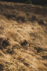 A windy day on an English moorland