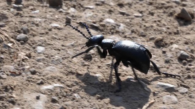 Macro shot of a black grave beetle crawling over a earthy underground in slow motion.
