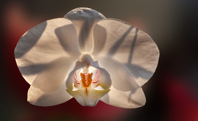 Phalaenopsis Blüte