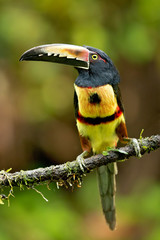 Collared aracari or collared araçari (Pteroglossus torquatus) is a toucan, a near-passerine bird. It breeds from southern Mexico to Panama; also Ecuador, Colombia, Venezuela and Costa Rica