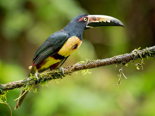Collared aracari or collared araçari (Pteroglossus torquatus) is a toucan, a near-passerine bird. It breeds from southern Mexico to Panama; also Ecuador, Colombia, Venezuela and Costa Rica