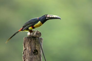 Collared aracari or collared araçari (Pteroglossus torquatus) is a toucan, a near-passerine bird. It breeds from southern Mexico to Panama; also Ecuador, Colombia, Venezuela and Costa Rica