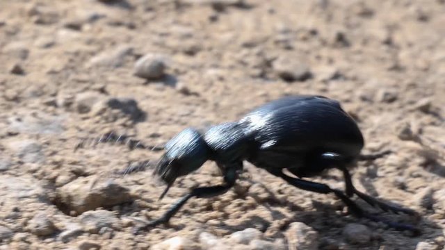 Big black grave beetle walking over a earthy undergound, macro shot in slow motion.