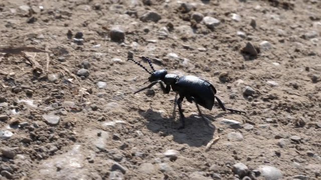 A big black grave beetle walks over a earthy underground with pebbles, close up slow motion shot.