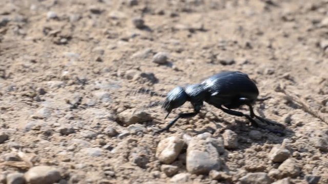A black grave beetle walks over a earthy underground, close up slow motion shot.