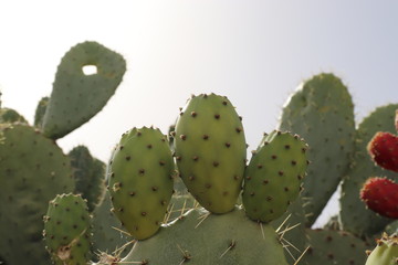 The beautiful cactus fruit in Morocco