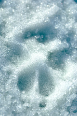 A single dog pawprint. Dog canine footprint paw print track in the winter snow. Could be wolf,...