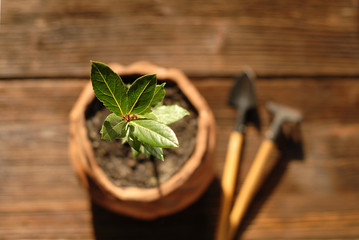 The leaves of the young plant Laurus, which is in a pot with black soil, are illuminated by the sun. Isolated. Spring transplantation of plants in the botanical garden. Small shovel and rake are next 