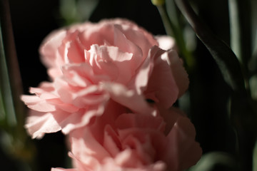 Goździk kwiat jasny róż makro płatek - obrazy, fototapety, plakaty