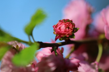 mandelblüte