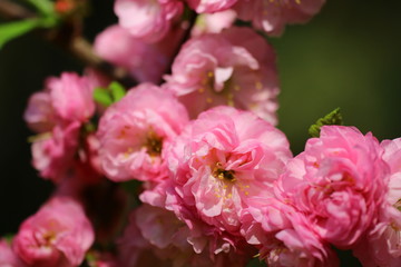 Fototapeta na wymiar mandelblüte