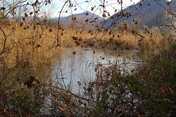a mysterious stretch of water between the forest