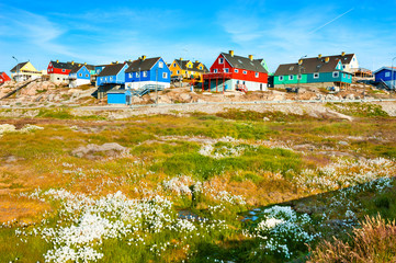 Colorful houses on the rocks and blooming cotton grass in Ilulissat, Greenland