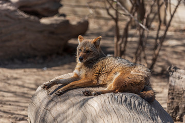 Canis aureus jackal