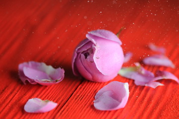 rose and petals