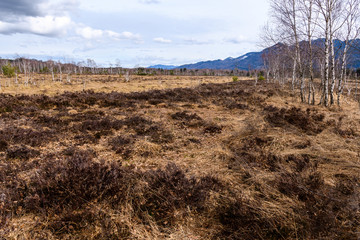 Hochmoor im Frühjahr mit Birken