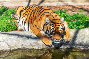 Fototapeta na wymiar tiger on the prowl