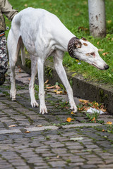 Obraz na płótnie Canvas white dog on long legs