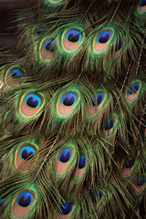 Obraz premium peacock feathers close