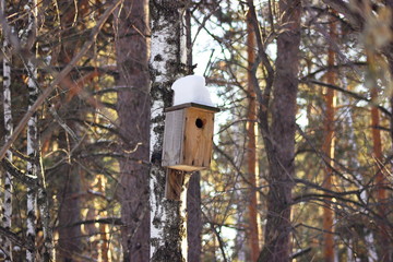Rough self-made unpainted wooden birdhouse on a trunk of a birch in a wood