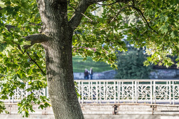  raskidistoye derevo s bol'shoy kronoy u peshekhodnoy dorozhki u vody 63/5000 sprawling tree with a large crown at the footpath by the water