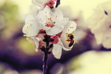 Apricot blossom in spring with bee at work