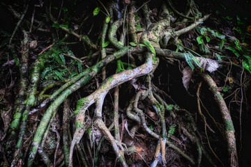 Tree roots