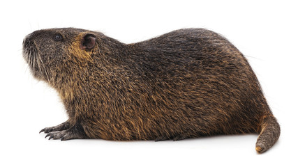 Large brown nutria. © voren1