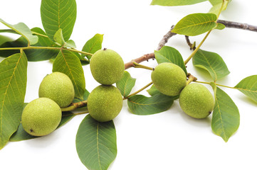 Green walnuts with leaves.