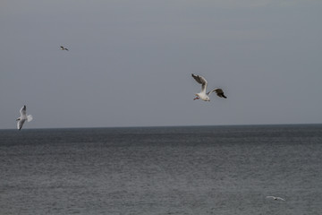sea gull flying over the water