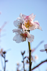 Almond blossom 2