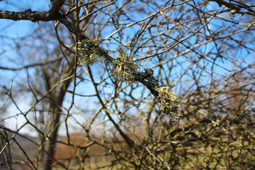 Cetraria islanica common Iceland moss on the plum tree