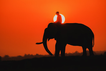 elephant safari